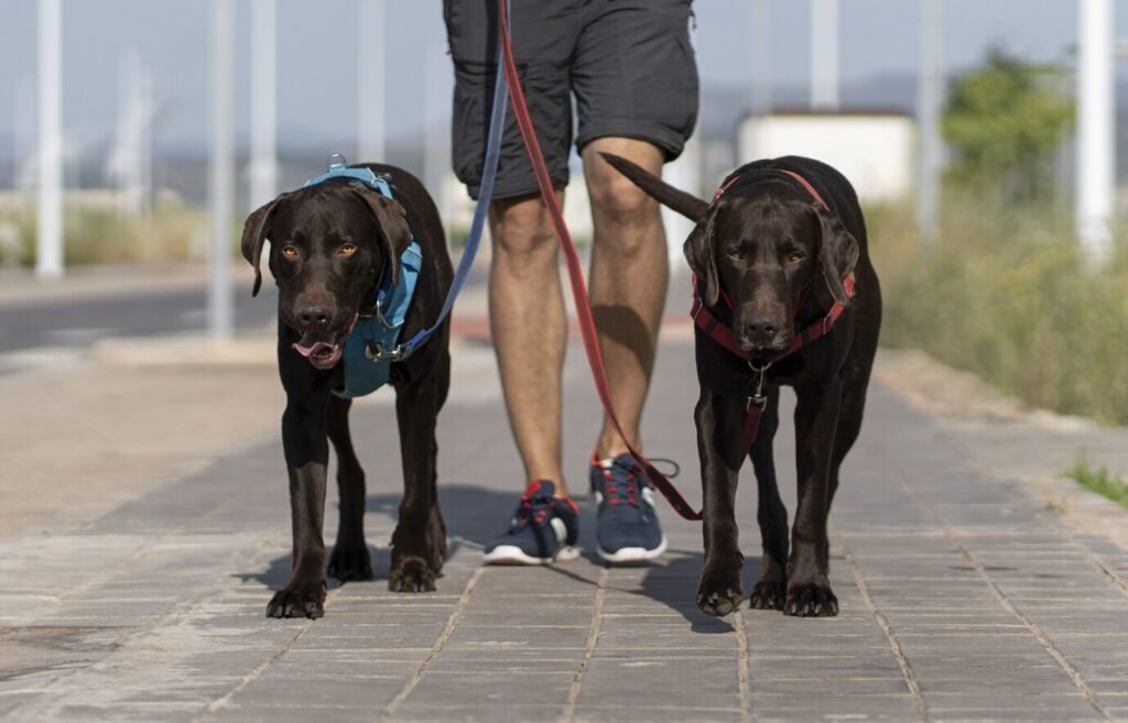 Recommended Exercise Duration for Large Breeds