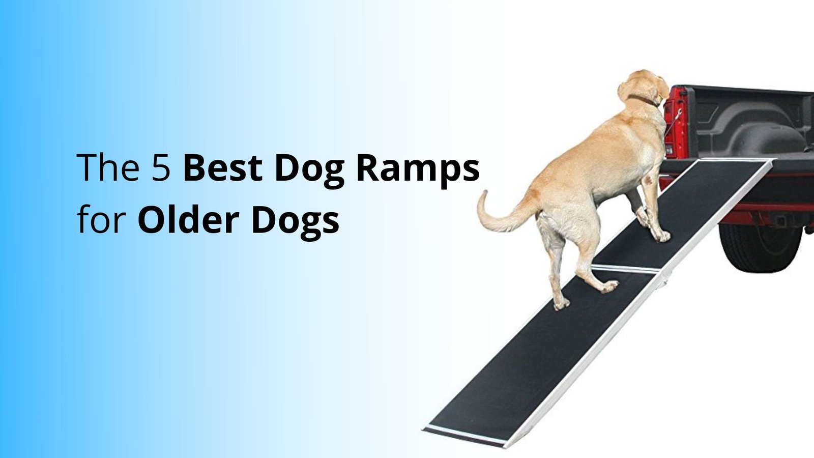 The 5 Best Dog Ramps for Older Dogs Buyer Guide and Reviews 2022