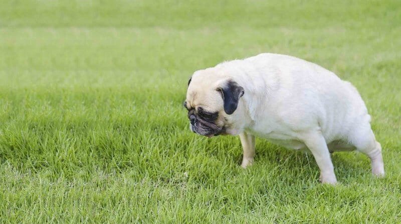 will-baking-soda-neutralize-dog-urine-on-grass