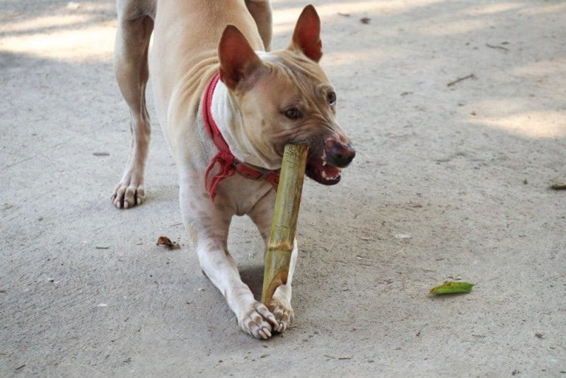 Is Bamboo Poisonous to Dogs?