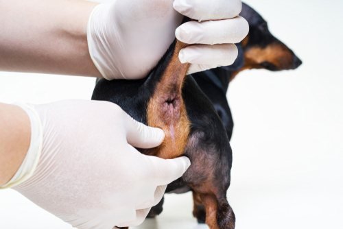 Dogs Sore Bum