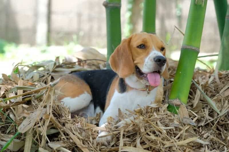 Bamboo Poisonous to Dogs