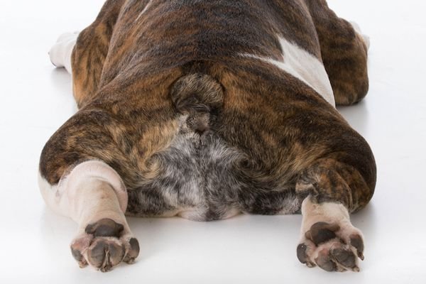 Dogs Sore Bum