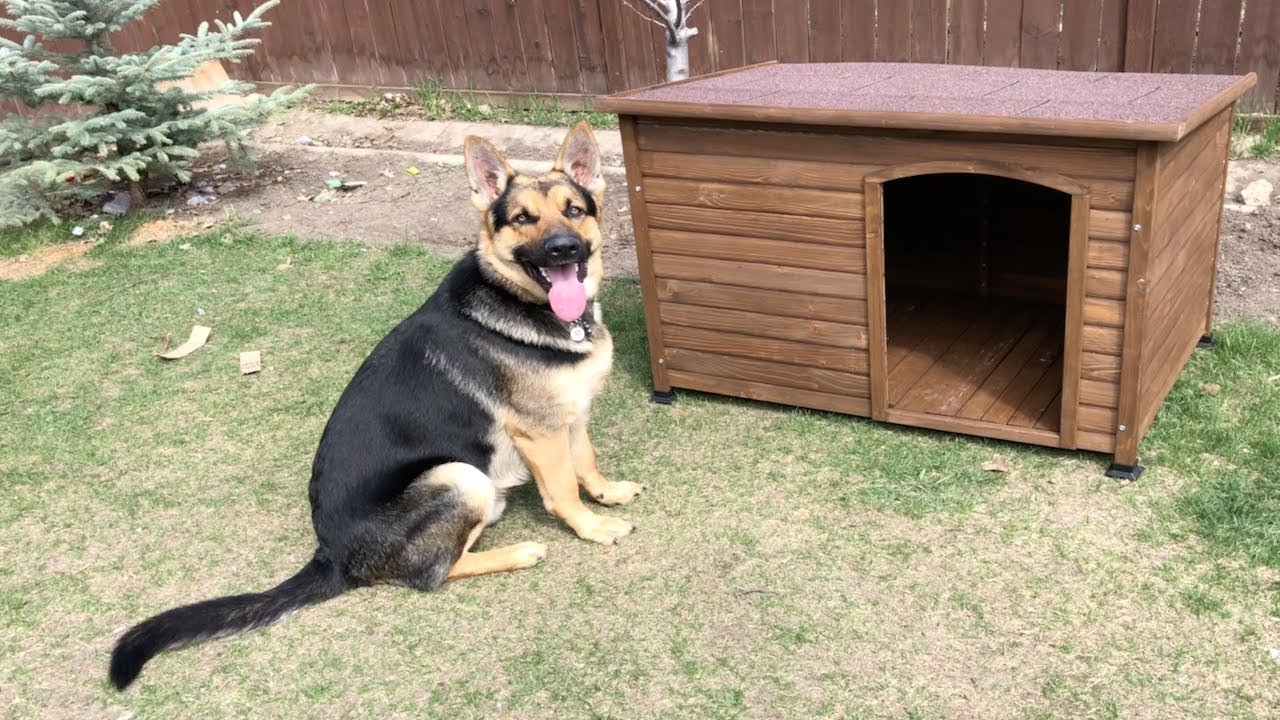 5 Best Dog Houses For German Shepherds Outdoor Weather Proof 