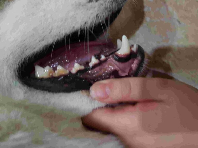 Black Gums in Dogs Why Did My Dog's Gums Turn Black?