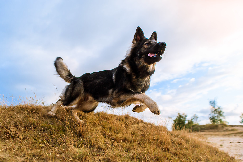 How High Can a German Shepherd Jump?