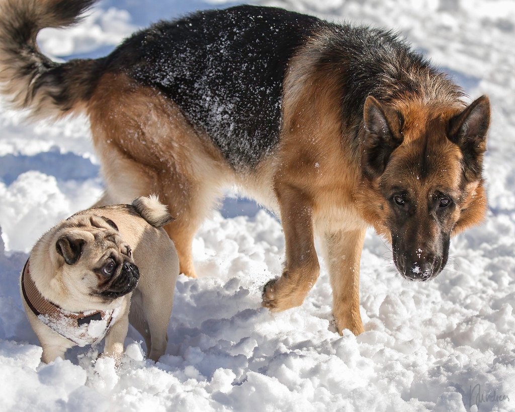 do-german-shepherds-get-along-with-small-dogs