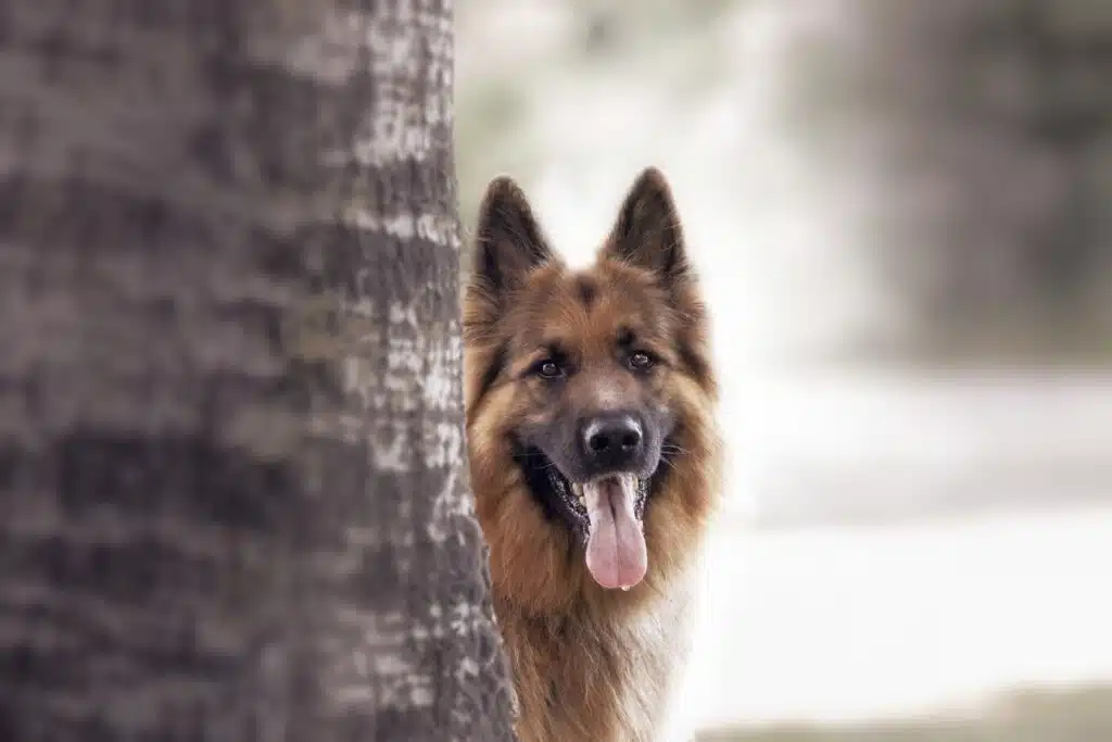 Dog Drooling in car