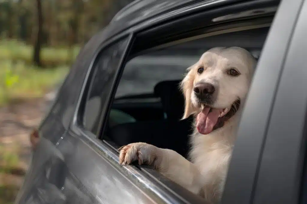 Dog Drooling in car