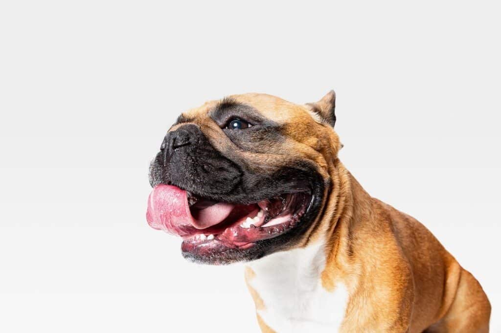 Excess Dog Drooling
