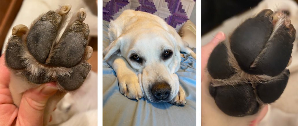 hyperkeratosis dog paws treatment hyperkeratosis dog paws treatment