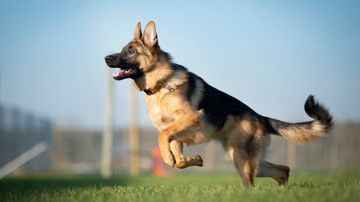 German Shepherd Jump