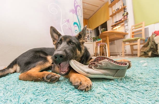 Can dogs eat leather? What Should You Do If Your Dog Ate?