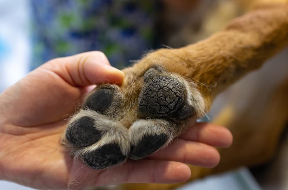 What Is Paw Pad Hyperkeratosis And How To Heal It