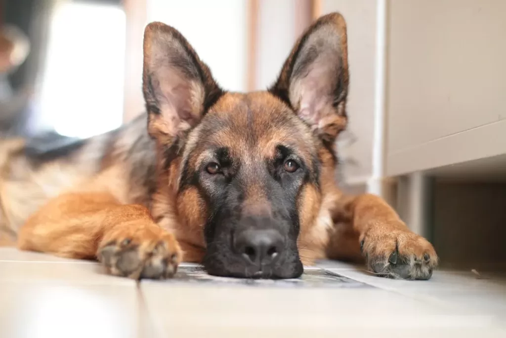 Toxic Gut Syndrome in German shepherds