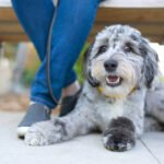 What To Look For In The Best Dog Food For Aussiedoodles?