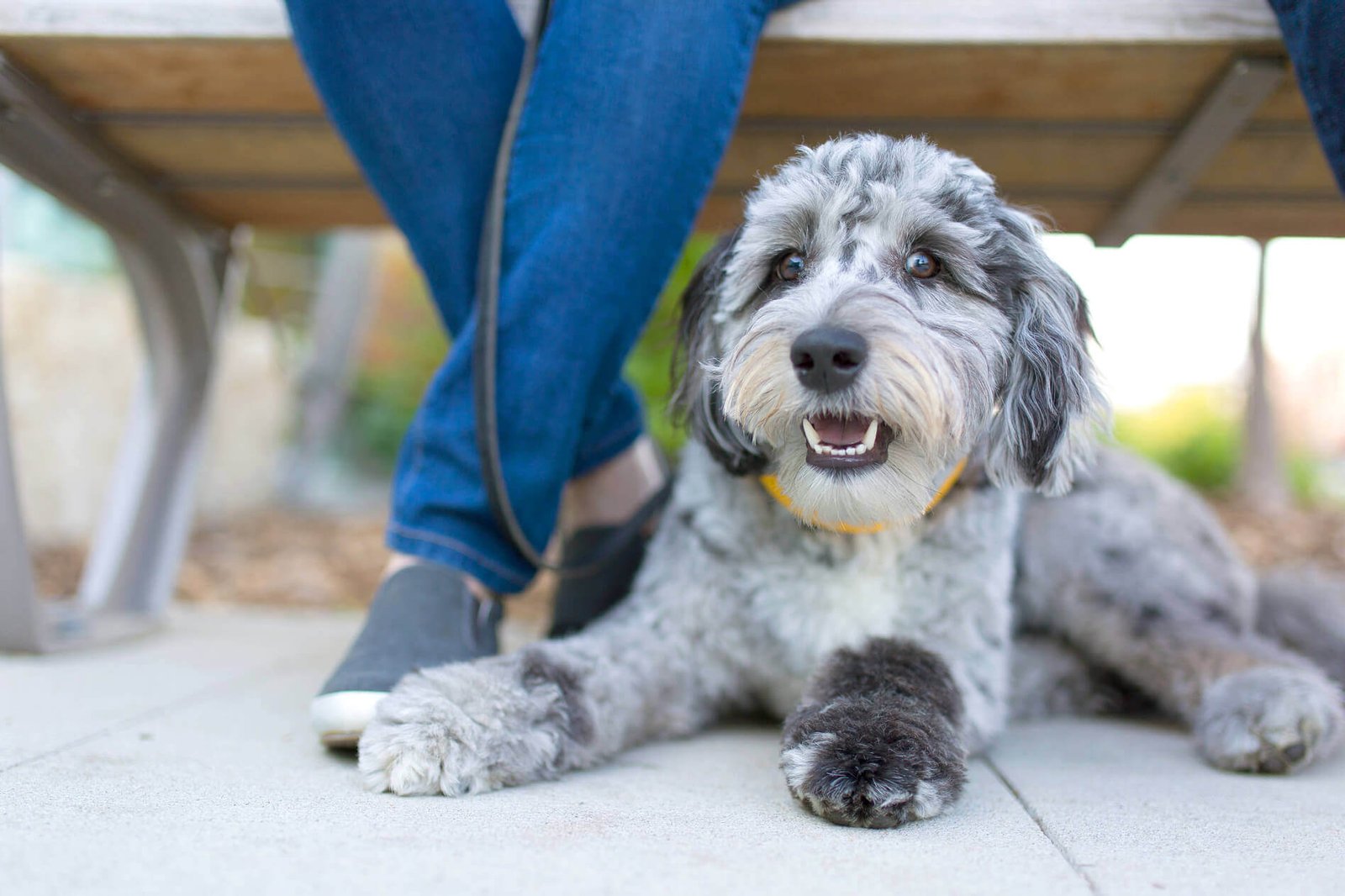 Best Dog Food Aussiedoodle At Emily Trepanier Blog