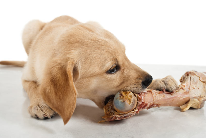 Can puppies eat raw chicken bones