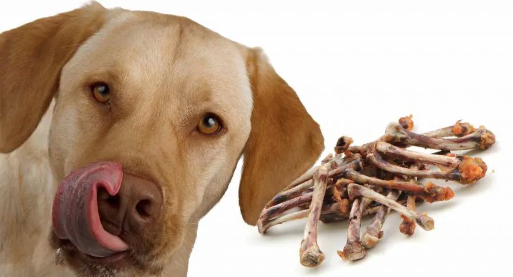 Can dogs eat raw chicken bones