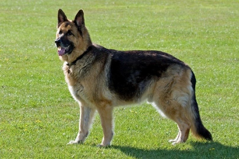 German Shepherd Double Coat vs. Single Coat: 7 Strong Essential Disparities