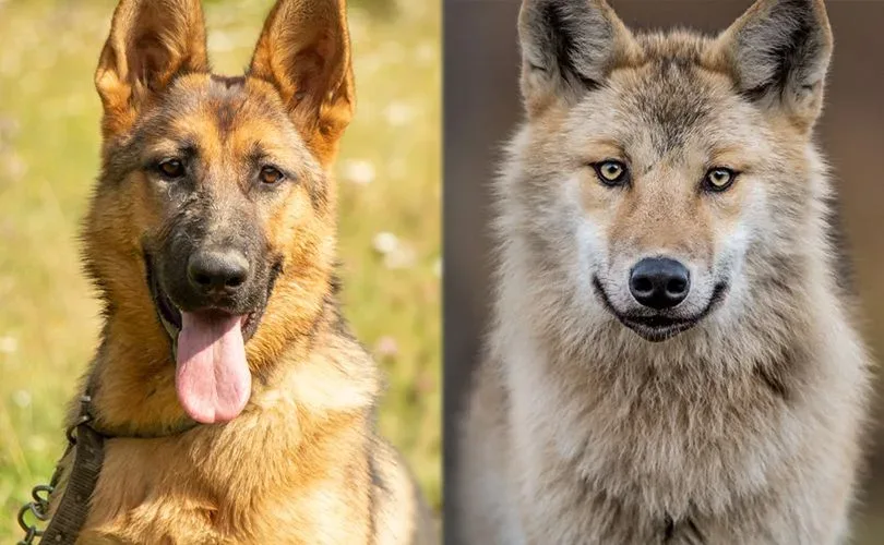 The Truth behind German Shepherds Look Like Wolves