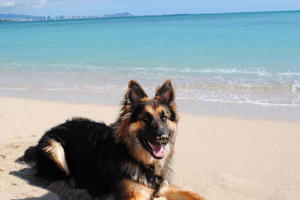 Can German Shepherds Swim in the Ocean