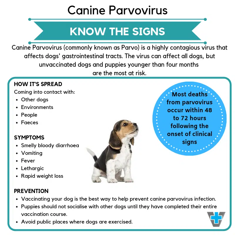 Can Older Dogs Get Parvo Virus? Vet-Backed Facts Every Dog Owner Must Know Can Older Dogs Get Parvo Virus? Vet-Backed Facts Every Dog Owner Must Know