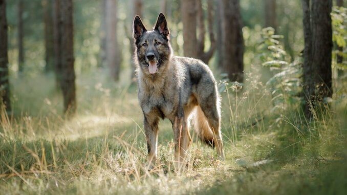 Wolf German shepherd husky mix (Playful or Ferocious)