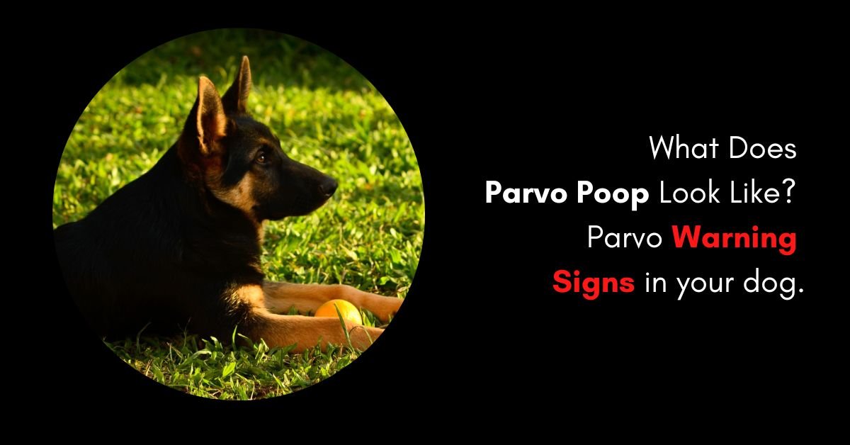 What Does Parvo Poop Look Like Parvo Warning Signs in your dog.