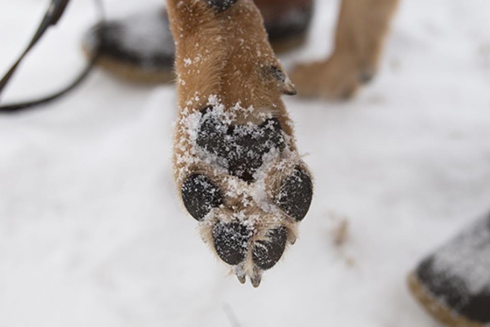 dog paws in snow