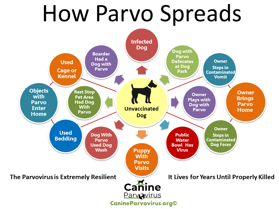 Can Older Dogs Get Parvo Virus? Vet-Backed Facts Every Dog Owner Must Know Can Older Dogs Get Parvo Virus? Vet-Backed Facts Every Dog Owner Must Know