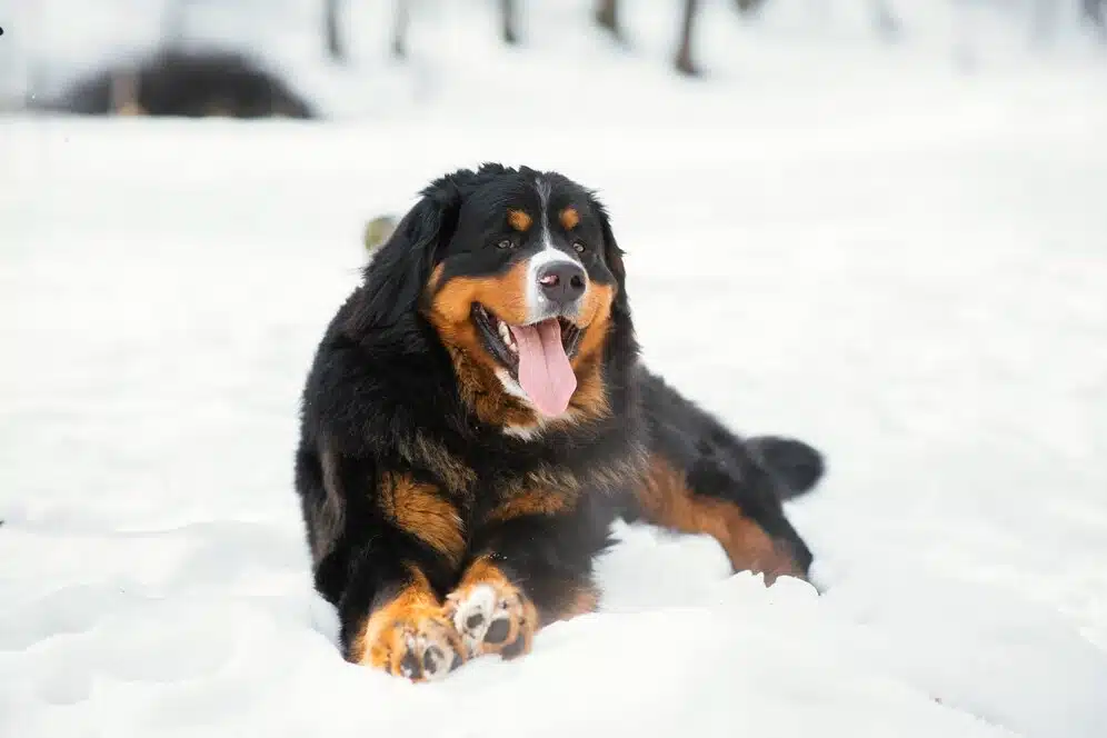 Bernese Mountain Dog