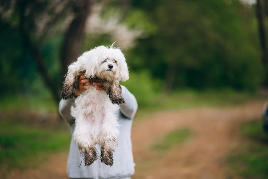 Bichon Frise