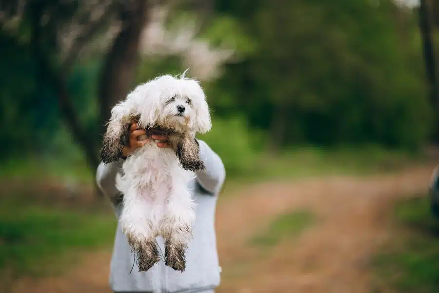 Bichon Frise