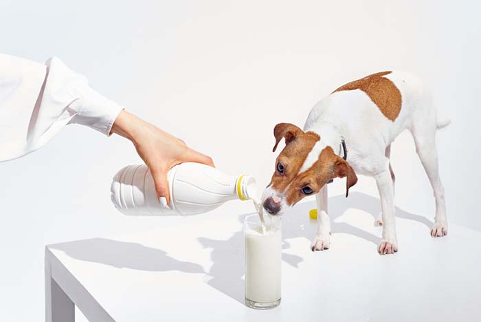 Can Dogs Drink Oat Milk