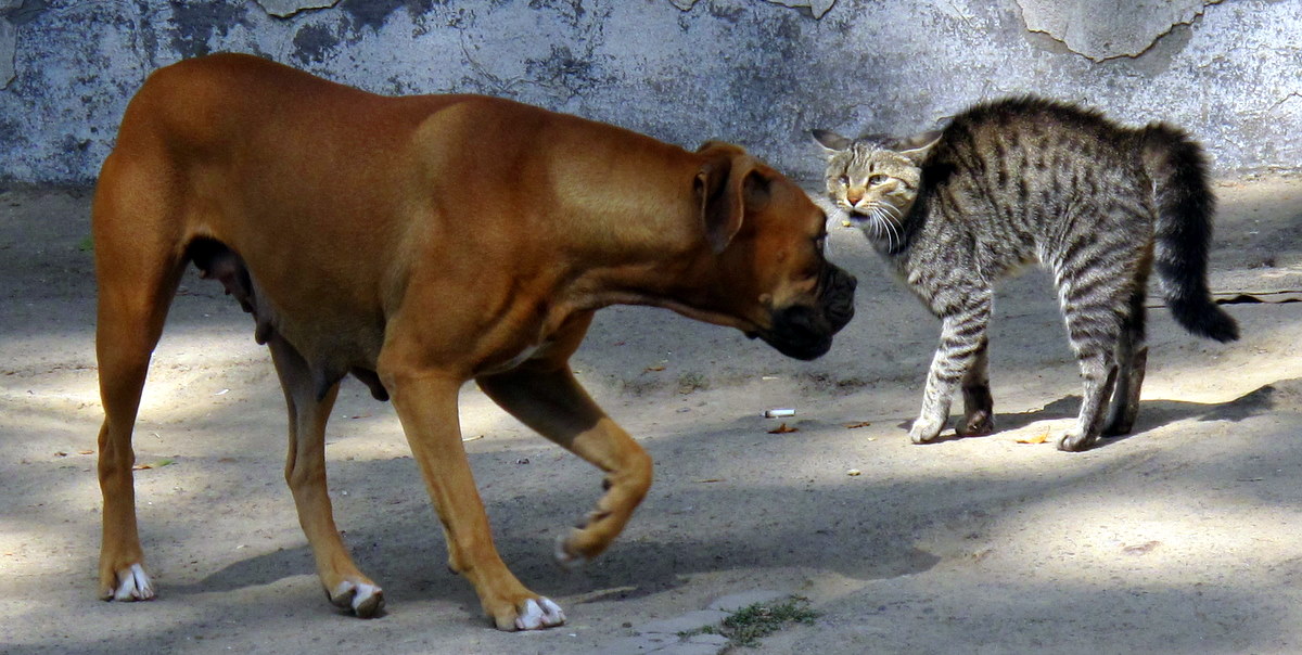 dogs hate cats