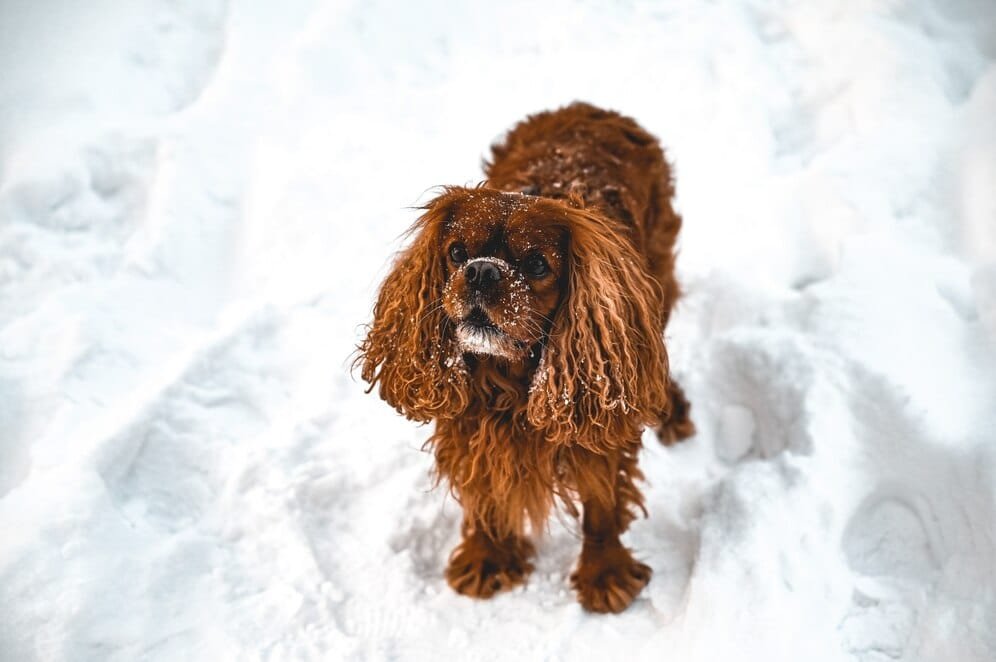 Cavalier King Charles Spaniel