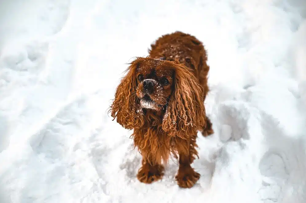 Cavalier King Charles Spaniel