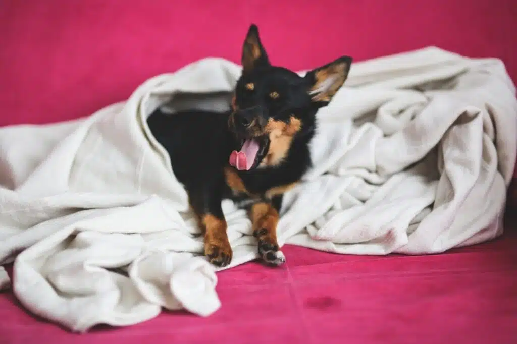 Dog Sucking Blanket