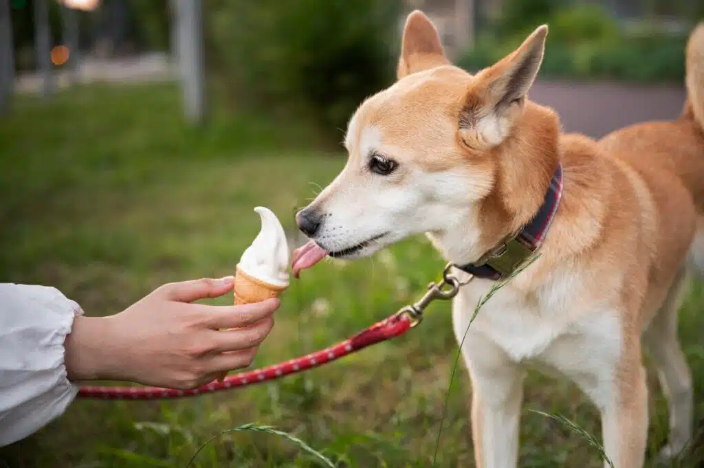 Ice Cream: Can Dogs Digest Dairy Products?