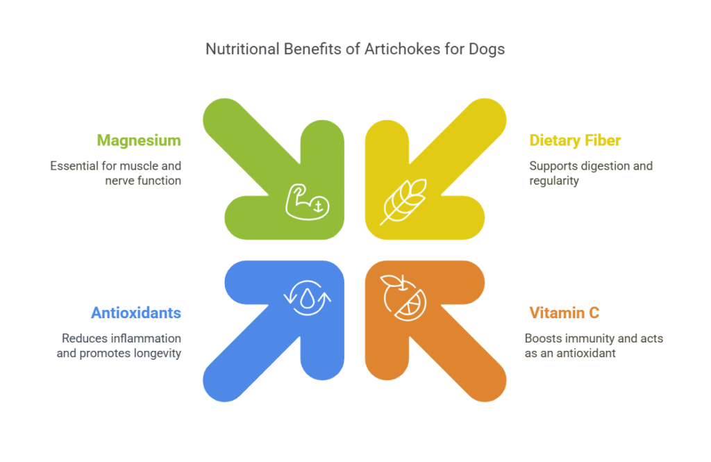 Nutritional Benefits of Artichokes for Dogs