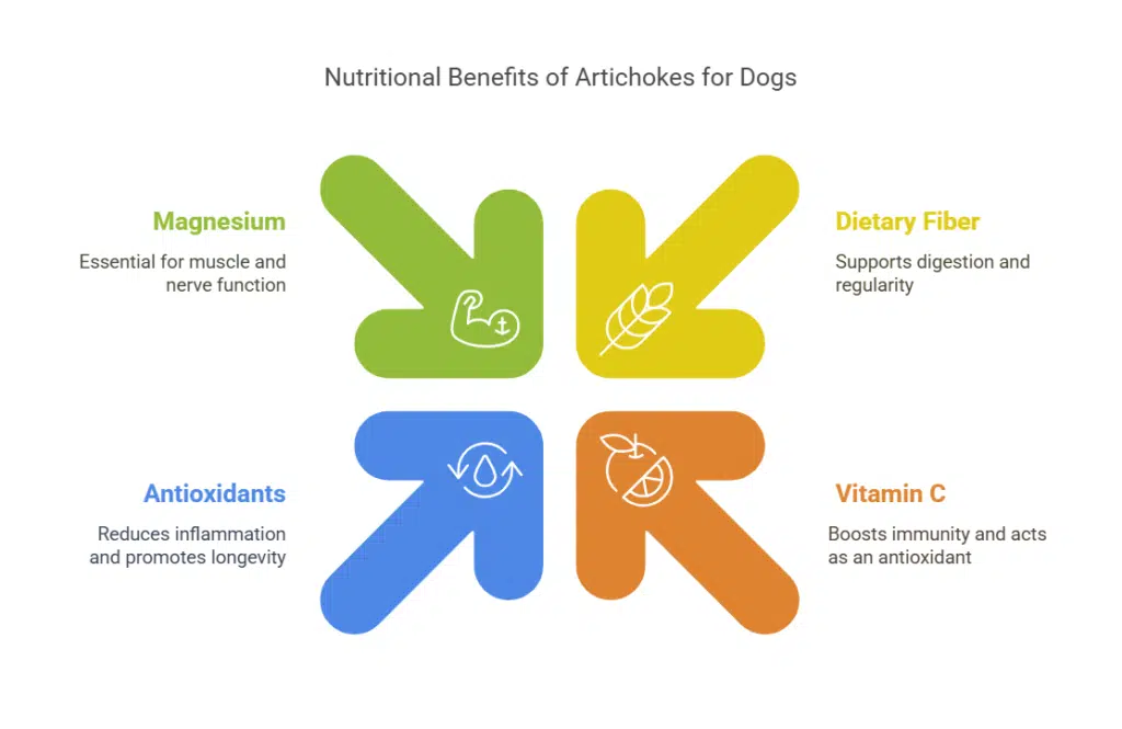 Nutritional Benefits of Artichokes for Dogs