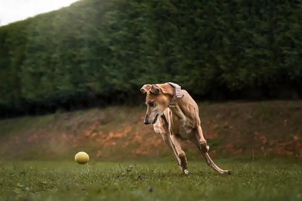 Whippet