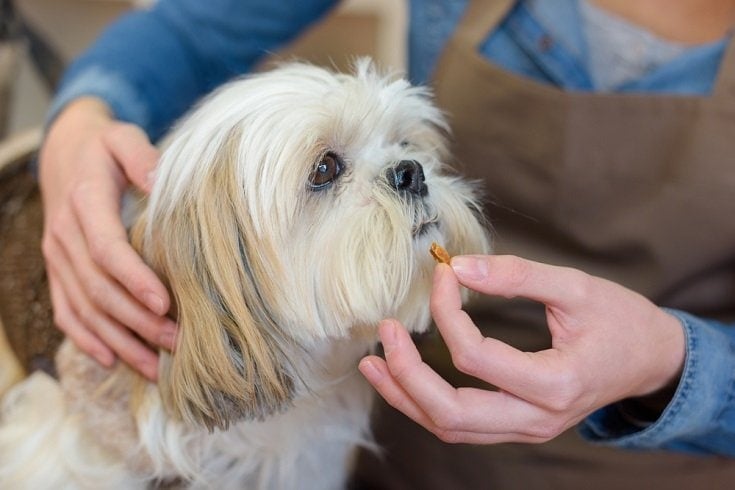 Dogs Take Human Probiotics
