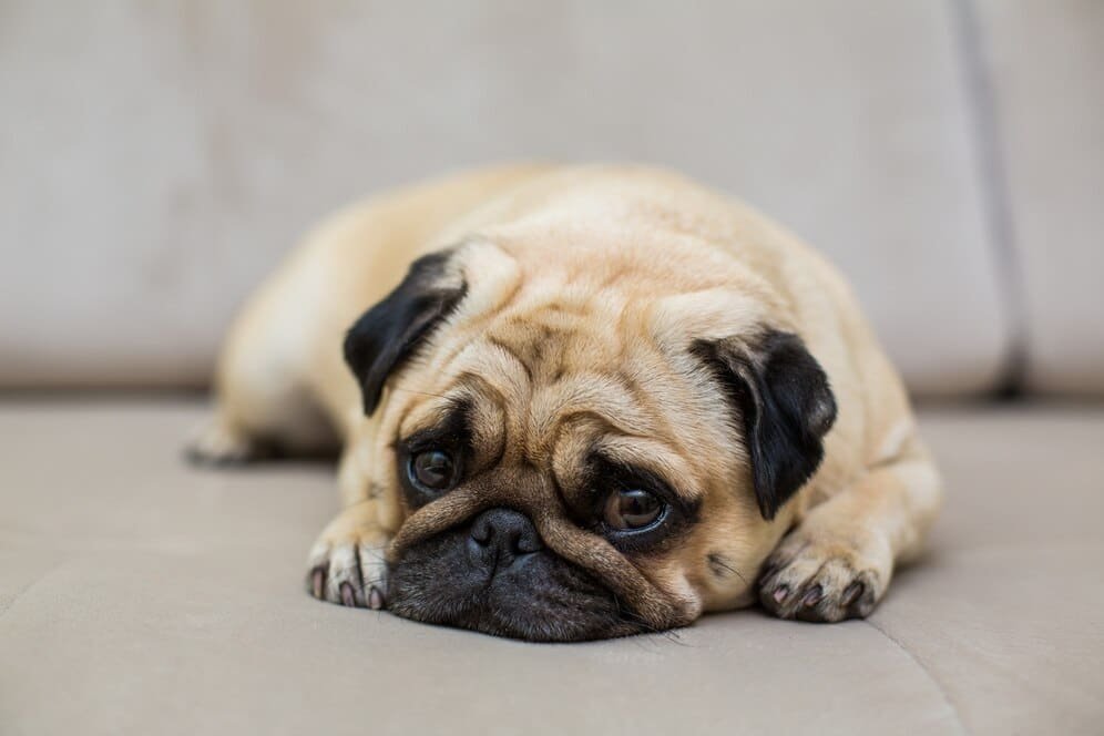 pug