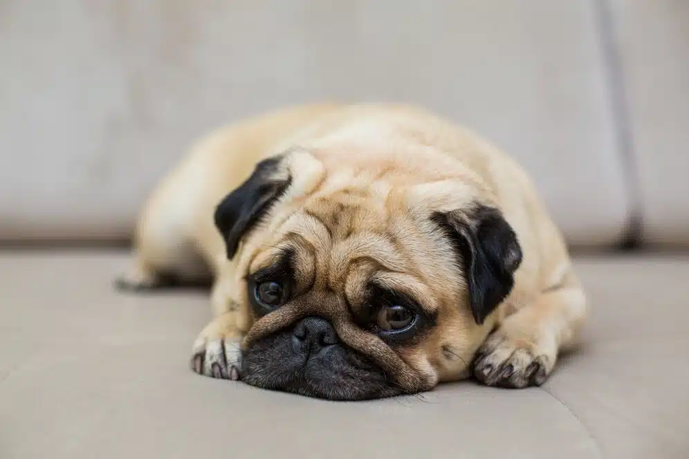 pug