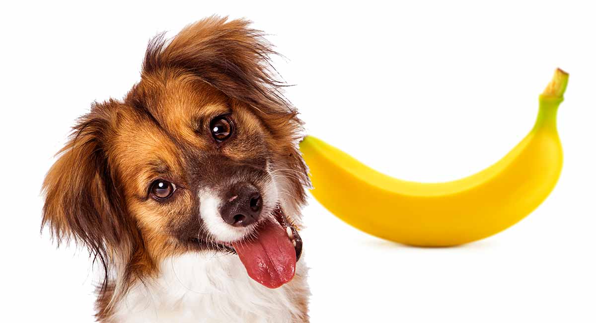 Can I Feed My Dog Banana for Diarrhea?