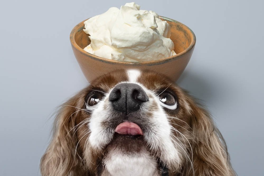 Puppuccino Problems: Can we feed Whipped Cream Dogs?