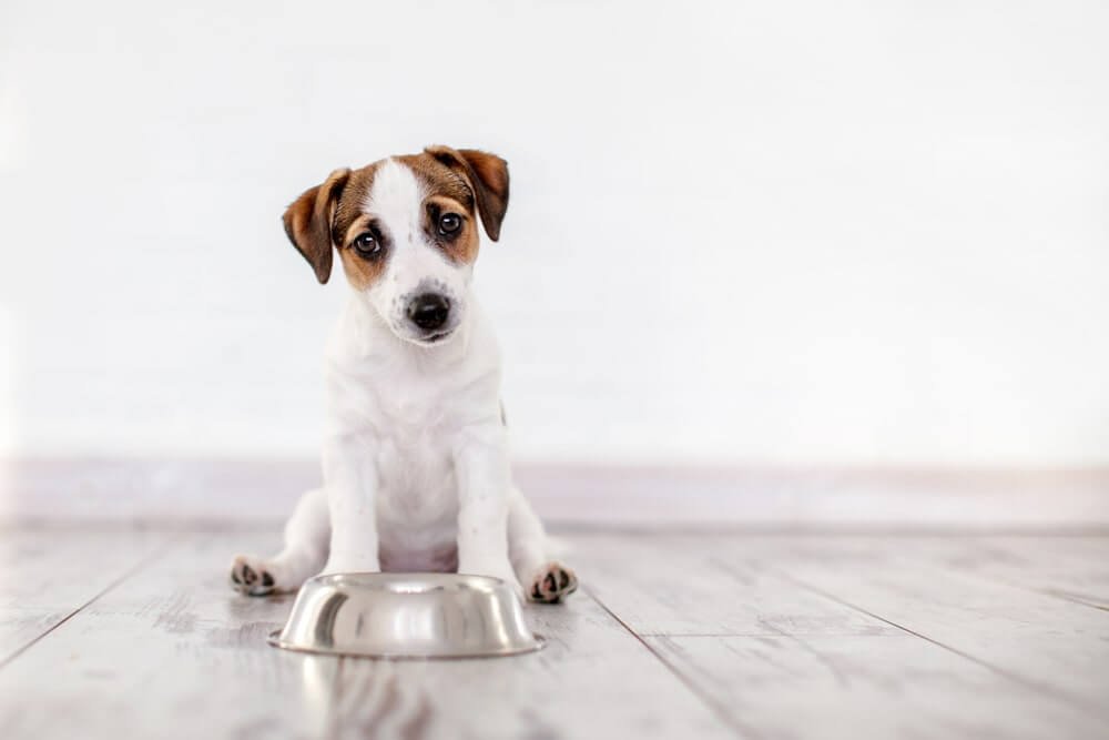 5 Reasons Why Your Dog is Not Eating, but Still Drinking Water
