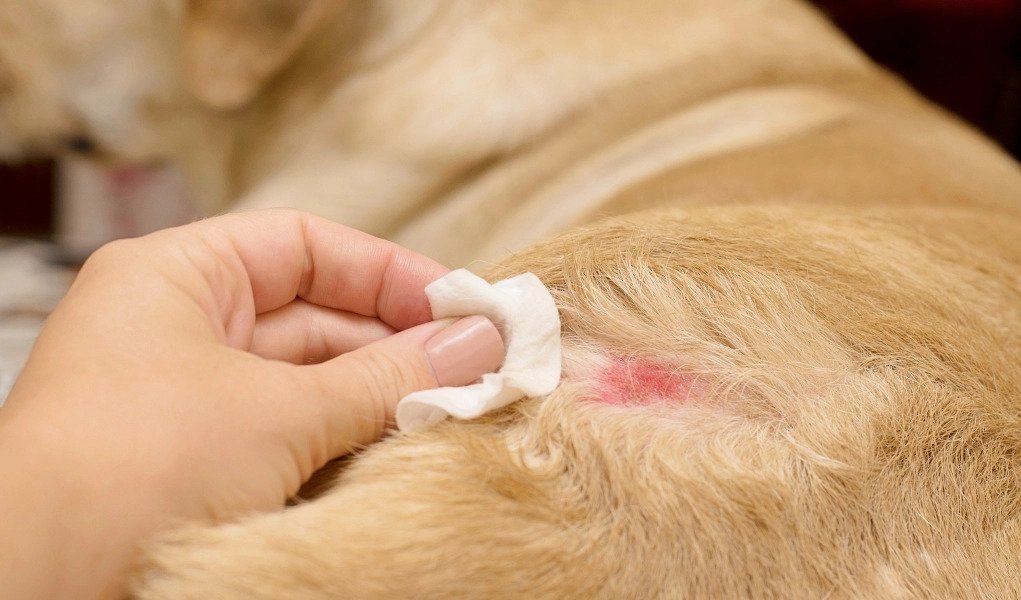 Ringworm in Dogs: Everything You Need to Know
